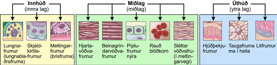 Illustration shows cells associated with the internal endoderm, the middle mesoderm, and the external ectoderm. Lung, thyroid and digestive tissues are associated with the endoderm. Muscle, kidney and blood cells are associated with the mesoderm. Skin, neurons, and pigment cells are associated with the ectoderm.