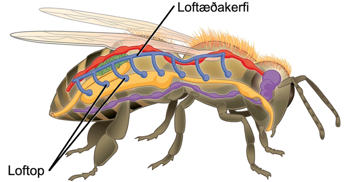The illustration shows the tracheal system of a bee. Openings called spiracles appear along the side of the body. Vertical tubes lead from the spiracles to a tube that runs along the top of the body from front to back.