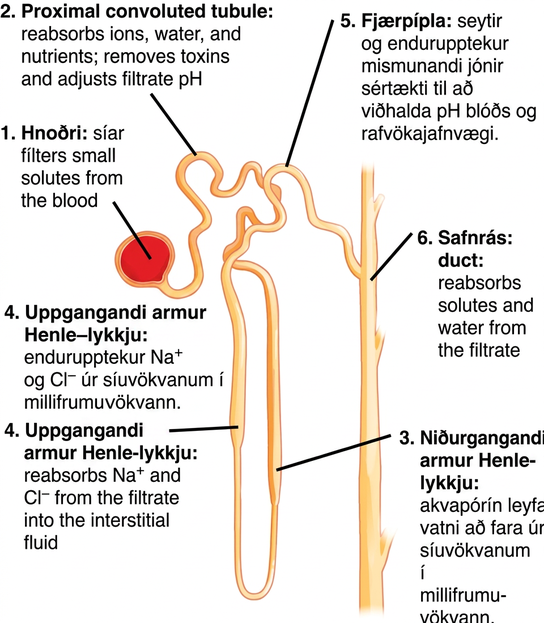 Illustration labels parts of a nephron and their function. The nephron begins at the glomerulus, a spherical structure that filters small solutes from the blood. The filtrate then enters a winding proximal convoluted tubule, which reabsorbs ions, water, and nutrients, and removes toxins and adjusts the filtrate p H. The proximal convoluted tubule empties into the descending loop of Henle. Aquaporins in the descending loop allow water to pass from the filtrate to the interstitial fluid. The descending loop of Henle turns into the ascending loop of Henle. Both the descending loop and ascending loop are thin at the bottom, and turn thick about a third of the way up. In the ascending loop of Henle, sodium and chlorine ions are reabsorbed from the filtrate into the interstitial fluid. The ascending loop of Henle empties into the distal convoluted tubule, which selectively secretes and absorbs ions to maintain blood p H and electrolyte balance. The distal convoluted tubule empties into a collecting duct, which reabsorbs water and solutes from the filtrate. The collecting duct travels down, toward the middle of the kidney.