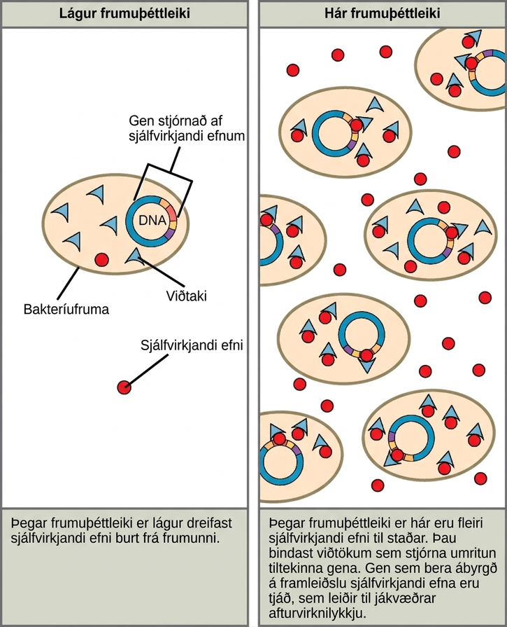 The left part of this illustration shows a single bacterial cell. The cell produces autoinducers, which diffuse away from the cell and cannot bind the intracellular receptor. The right part of this illustration shows many bacterial cells. More autoinducers are present, which bind receptors that in turn bind DNA and regulate the expression of certain genes. Autoinducer gene expression is turned on, resulting in a positive-feedback loop.