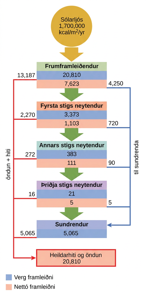 Flow chart shows that the ecosystem absorbs 1,700,00 calories per meter squared per year of sunlight. Primary producers have a gross productivity of 20,810 calories per meter squared per year. 13,187 calories per meter squared per year is lost to respiration and heat, so the net productivity of primary producers is 7,623 calories per meter squared per year. 4,250 calories per meter squared per year is passed on to decomposers, and the remaining 3,373 calories per meter squared per year is passed on to primary consumers. Thus, the gross productivity of primary consumers is 3,373 calories per meter squared per year. 2,270 calories per meter squared per year is lost to heat and respiration, resulting in a net productivity for primary consumers of 1,103 calories per meter squared per year. 720 calories per meter squared per year is lost to decomposers, and 383 calories per meter squared per year becomes the gross productivity of secondary consumers. 272 calories per meter squared per year is lost to heat and respiration, so the net productivity for secondary consumers is 111 calories per meter squared per year. 90 calories per meter squared per year is lost to decomposers, and the remaining 21 calories per meter squared per year becomes the gross productivity of tertiary consumers. Sixteen calories per meter squared per year is lost to respiration and heat, so the net productivity of tertiary consumers is 5 calories per meter squared per year. All this energy is lost to decomposers. In total, decomposers use 5,065 calories per meter squared per year of energy, and 20,810 calories per meter squared per year is lost to respiration and heat.