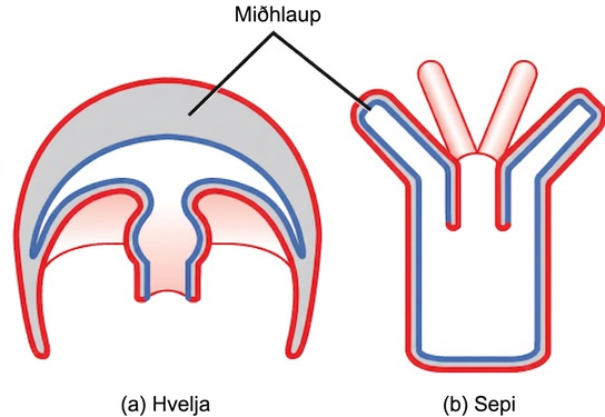 The illustration compares the medusa (a) and polyp (b) body plans. The medusa is dome-shaped, with tentacle-like appendages hanging down from the edges of the dome. The polyp looks like a tree, with a trunk at the bottom and branches at the top. Both the medusa and polyp have two tissue layers, with mesoglea in between. The mesoglea is thicker in the dome of the medusa than in the polyp. Both also have a central body cavity.