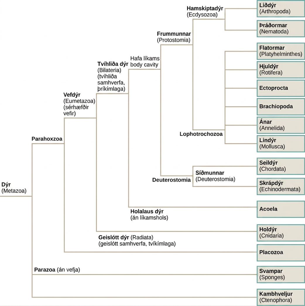 The phylogenetic tree of metazoans, or animals, branches into parazoans with no tissues (sponges) together with Ctenophora as sister branches, and Parahoxozoa which branches into Placozoa and Eumetazoans with specialized tissues. Eumetazoans branch into Radiata, diploblastic animals with radial symmetry, and Bilateria, triploblastic animals with bilateral symmetry. Radiata includes cnidarians. Bilateria branches into Acoela, which have no body cavity, and Protostomia and Deuterostomia, which possess a body cavity. Deuterostomes include chordates and echinoderms. Protostomia branches into Lophotrochozoa and Ecdysozoa. Ecdysozoa includes arthropods and nematodes, or roundworms. Lophotrochozoa includes Mollusca, Annelida, Brachopoda, Ectoprocta, Rotifera, and Platyhelminthes.