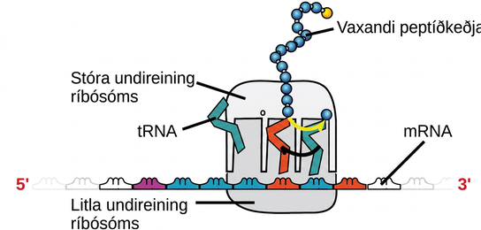 An illustration of a ribosome is shown. m R N A sits between the large and small subunits. t R N A molecules bind the ribosome and add amino acids to the growing peptide chain.