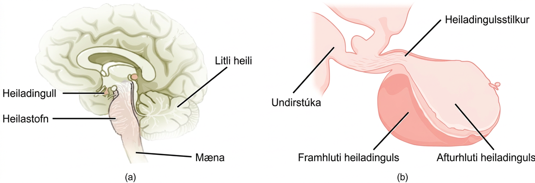 The pituitary gland sits at the base of the brain, just above the brain stem. It is lobe-shaped and hangs down from the hypothalamus, to which it is connected to via a narrow stalk. The anterior part of the pituitary is toward the front, and the posterior end is toward the back.