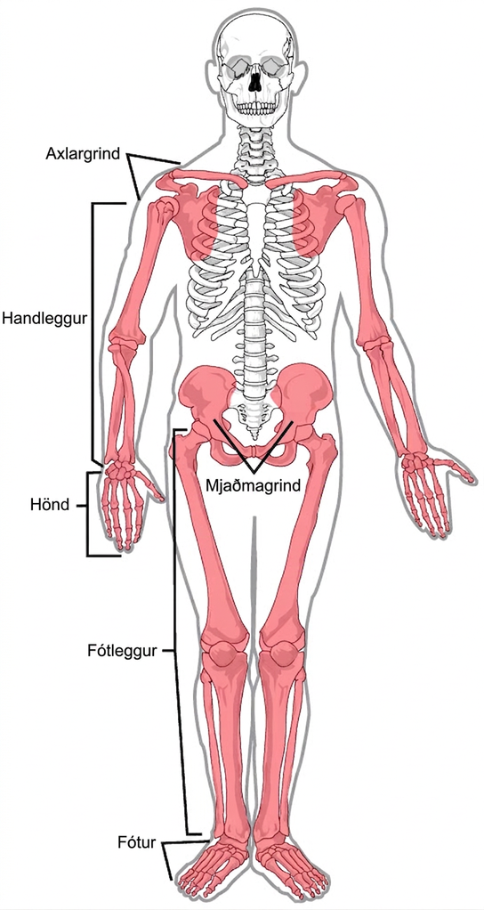 Illustration shows the appendicular skeleton, which consists of arms, legs, shoulder bones, and the pelvic girdle.
