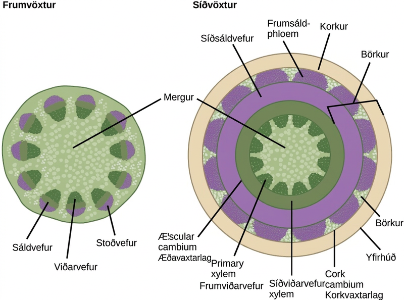 Left illustration shows a cross section of a woody stem undergoing primary growth. At the core of the stem is pith. Toward the outside are egg-shaped vascular bundles. Xylem is located toward the inside of the vascular bundle, and phloem is in the middle. Sclerenchyma cap the outside of the bundle. Right illustration shows a cross section of a woody stem undergoing secondary growth. As in primary growth, the core of the stem is pith. Outside the pith is a ring of secondary xylem. Rounded bundles of primary xylem tissue project from this ring into the pith. Outside the secondary xylem is a ring of secondary phloem tissue. The vascular cambium separates the xylem from the phloem. Outside the secondary phloem is the cortex layer. Bundles of primary phloem project outward from the secondary phloem into the cortex. A cork ring surrounds the cortex. The cork is separated from the cortex by a thin cork cambium. The bark of the tree extends from the vascular cambium to the epidermis.