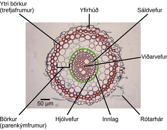 The micrograph shows a root cross section. Xylem cells, whose cell walls stain red, are in the middle of the root. Patches of phloem cells, stained blue, are located at the edge of the ring of xylem cells. The pericycle is a ring of cells on the outer edge of the xylem and phloem. Another ring of cells, called the endodermis, surrounds the pericycle. Everything inside the endodermis is the sclera, or vascular tissue. Outside the endodermis is the cortex. The parenchyma cells that make up the cortex are the largest in the root. Outside the cortex is the exodermis. The exodermis is about two cells thick and is made up of sclerenchyma cells that stain red. Surrounding the exodermis is the epidermis, which is a single cell layer thick. A couple of root hairs project outward from the root.