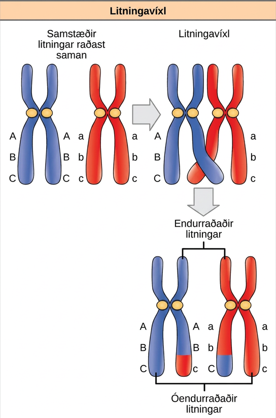This illustration shows a pair of homologous chromosomes. One of the pair has the alleles upper case A upper case B upper case C, and the other has the alleles lower case a lower case b lower case c. During meiosis, crossover occurs between two of the chromosomes and genetic material is exchanged, resulting in one recombinant chromosome that has the alleles upper A upper B lower c and another that has the alleles lower a lower b upper C. The other two chromosomes are non-recombinant and have the same arrangement of genes as before meiosis.