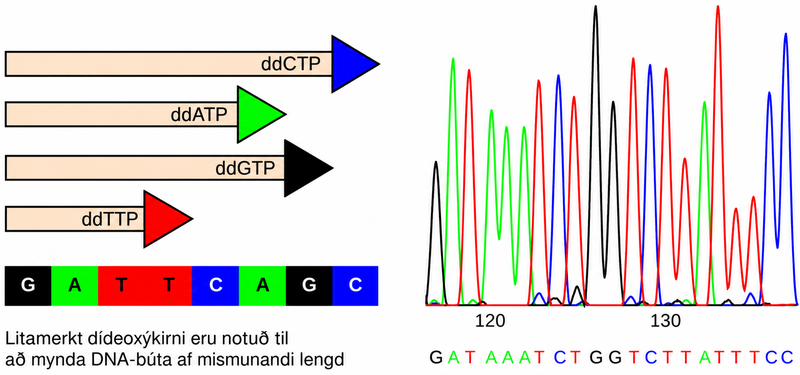 Part A shows a template D N A strand and newly synthesized strands that were generated in the presence of dideoxynucleotides that terminate the chain at different points to generate fragments of different sizes. Each dideoxynucleotide is labeled a different color. Part B shows a sequence readout that was generated after the D N A fragments were separated on the basis of size. The color of the fragment indicates the identity of the nucleotide at the end of a given fragment. By reading the colors in order, the D N A sequence can be determined.