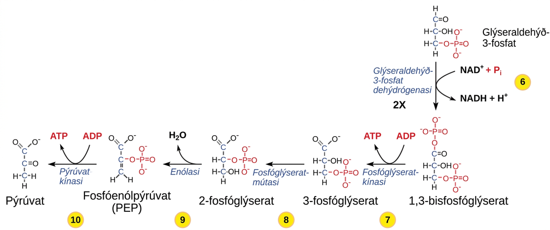 This illustration shows the steps in the second half of glycolysis. In step six, the enzyme glyceraldehyde dash 3 dash phosphate dehydrogenase produces one N A D H molecule and forms 1, 3 dash bisphosphoglycerate. In step seven, the enzyme phosphoglycerate kinase removes a phosphate group from the substrate, forming one A T P molecule and 3 dash phosphoglycerate. In step eight, the enzyme phosphoglycerate mutase rearranges the substrate to form 2 dash phosphoglycerate. In step nine, the enzyme enolase rearranges the substrate to form phosphoenolpyruvate. In step ten, a phosphate group is removed from the substrate, forming one A T P molecule and pyruvate.