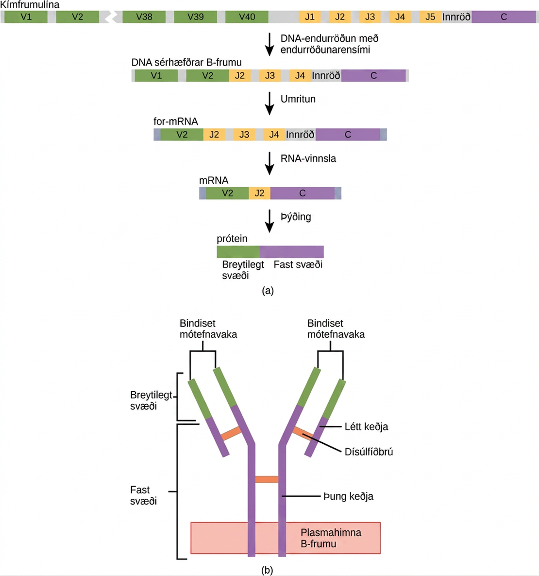 Part A shows the arrangement of gene segments encoding antibody light chains in a germ line B cell. The segment contains forty consecutive V regions, named V 1 through V 40, five consecutive J regions named J 1 through J 5, and a constant region. J5 and the constant region are separated by an intron. D N A recombinase splices out the portion of D N A containing segments V 3 through J 1, resulting in a differentiated B cell where the V 2 region is joined to the J 2 region. The gene is transcribed into pre R N A. R N A processing splices out all but the V 2, J 2 and C regions. Translation results in a protein with a variable region formed from the V 2 and J 2 segments, and a constant region formed from the C region. In part B, the light chain joins the heavy chain to form a Y shaped antibody.