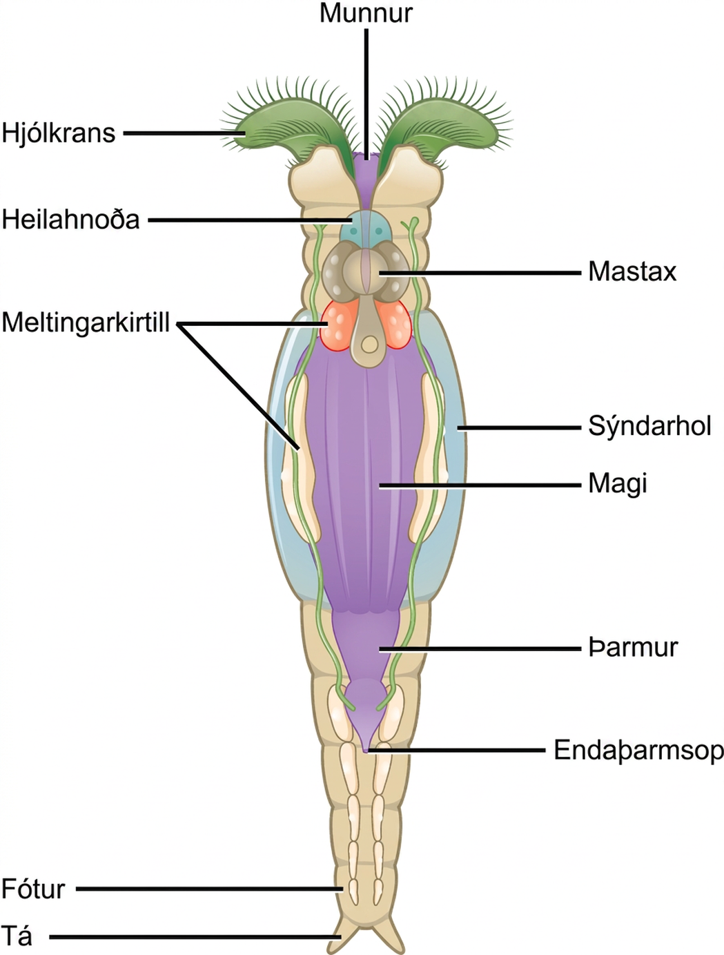 The illustration shows long, tube-shaped animal with a crown-like corona on top. Cilia fringe the top of the corona. Between the two lobes of the corona is the mouth, which leads to the stomach, intestine, and anus. The mastax surround the mouth, and beneath the mastax is a digestive gland. The pseudocoel surrounds the stomach. At the bottom if the animal is a foot that stands on two toes.
