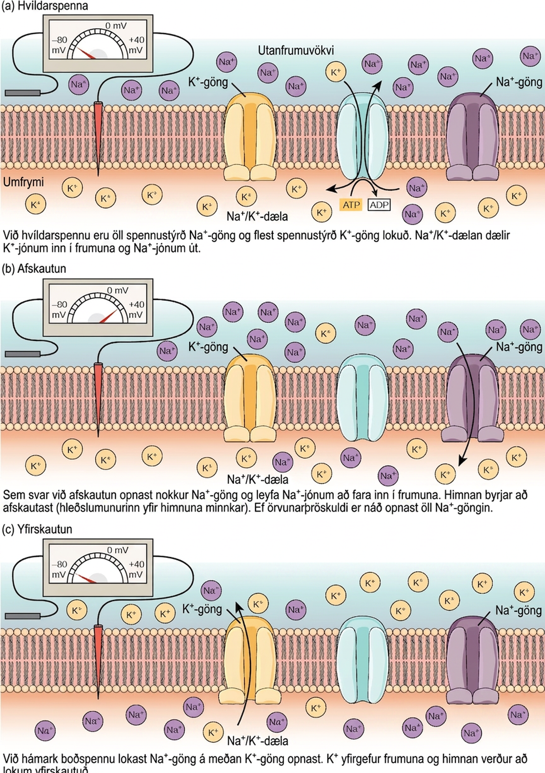 The resting membrane potential of minus seventy volts is maintained by a sodium/potassium transporter that transports sodium ions out of the cell and potassium ions in. Voltage gated sodium and potassium channels are closed. In response to a nerve impulse, some sodium channels open, allowing sodium ions to enter the cell. The membrane starts to depolarize; in other words, the charge across the membrane lessens. If the membrane potential increases to the threshold of excitation, all the sodium channels open. At the peak action potential, potassium channels open and potassium ions leave the cell. The membrane eventually becomes hyperpolarized.