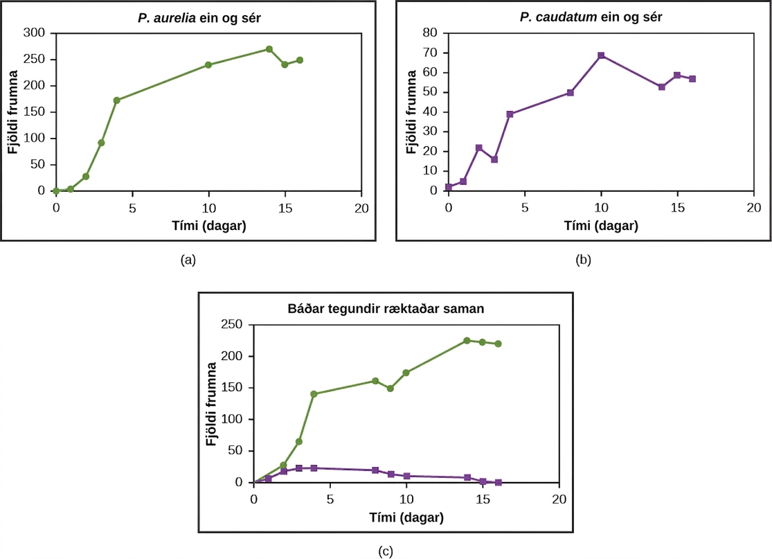 Graphs a, b, and c all plot number of cells versus time in days. In Graph (a), P. aurelia is grown alone. In graph (b), P. caudatum is grown alone. In graph (c), both species are grown together. When grown apart, the two species both exhibit logistic growth and grow to a relatively high cell density. When the two species are grown together, P. aurelia shows logistic growth to nearly the same cell density as it exhibited when grown alone, but P. caudatum hardly grows at all, and eventually its population drops to zero.