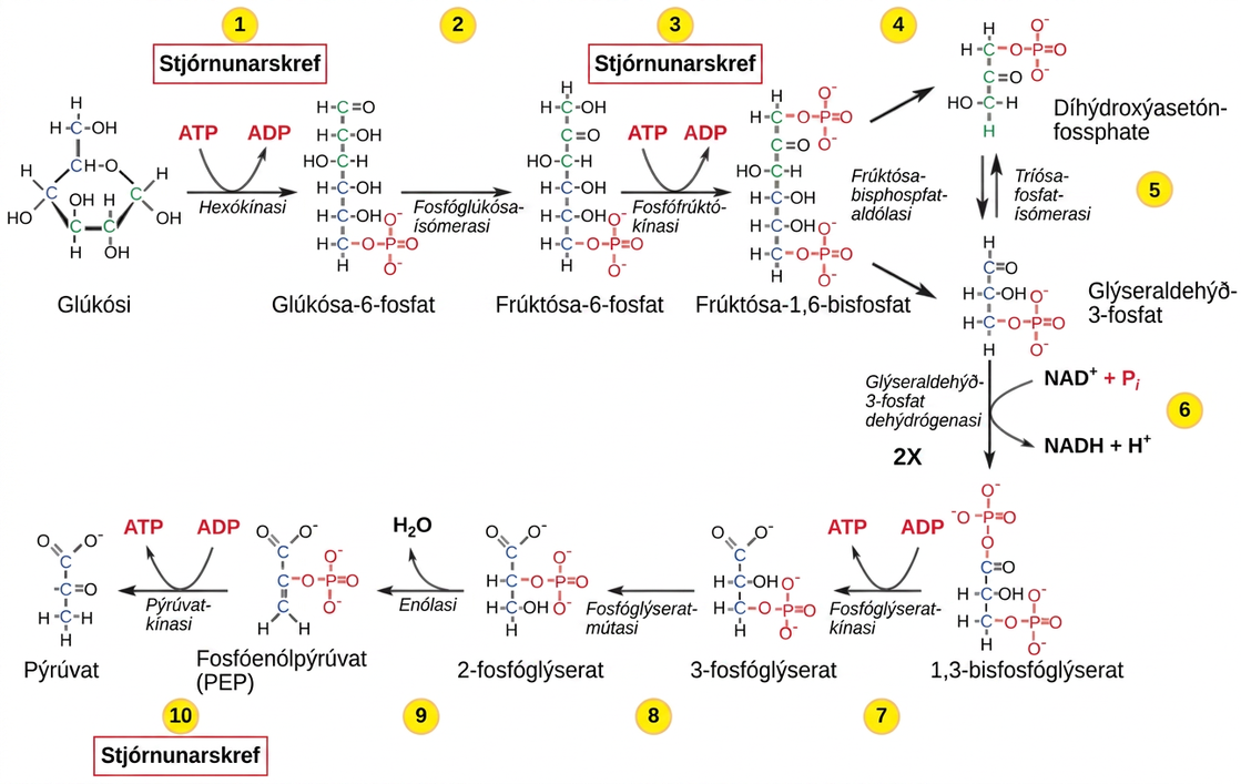 This illustration shows that glycolysis is regulated via three key enzymes: hexokinase, phosphofructokinase, and phosphoglycerate kinase. The first two enzymes hydrolyze an ATP and the third one produces ATP.
