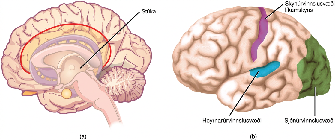 Skýringarmynd sem sýnir stúku í heila og sjón-, heyrnar- og líkamsskynsvæði í heilaberki.