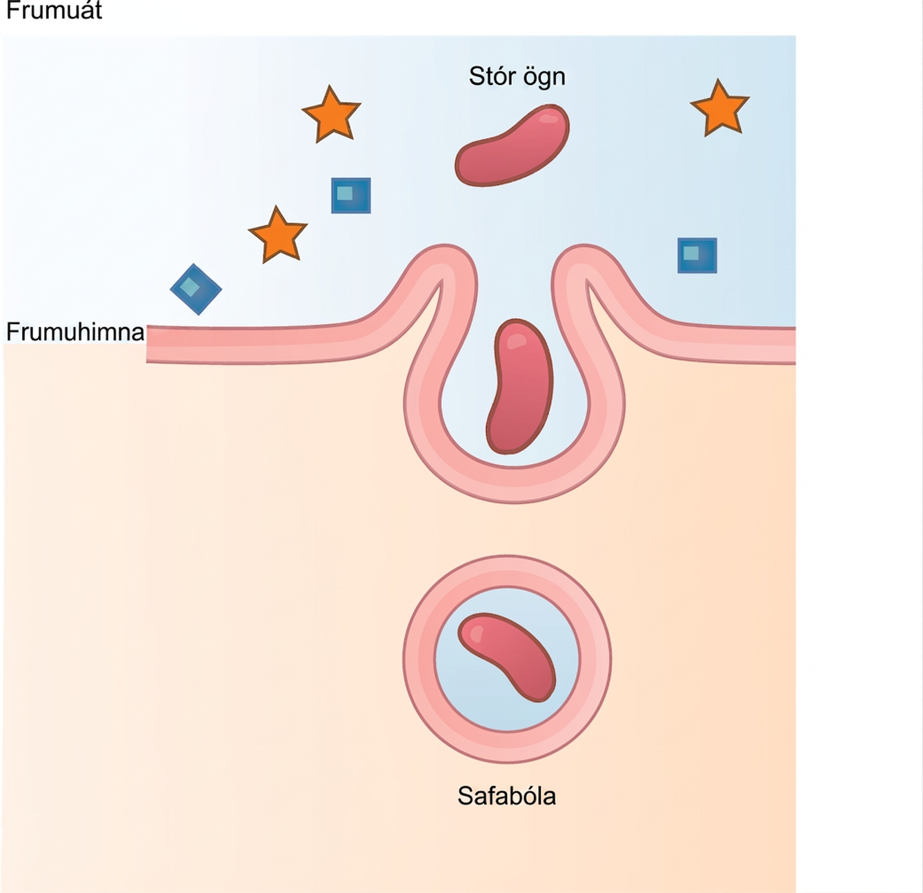 This illustration shows a plasma membrane forming a pocket around a particle in the extracellular fluid. The membrane subsequently engulfs the particle, which becomes trapped in a vacuole inside the cell.