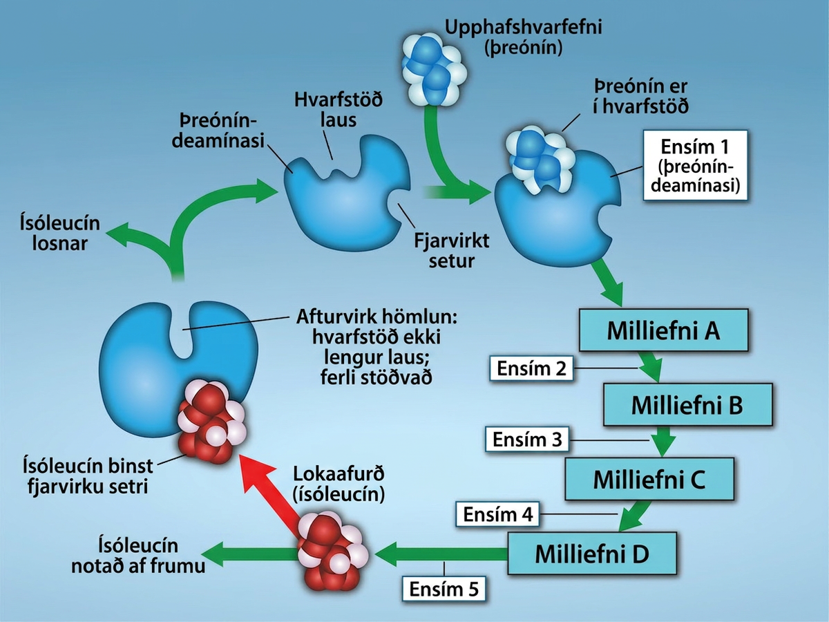 This diagram shows a metabolic pathway in which three enzymes convert a substrate, in three steps, into a final product. The image shows isoluecine binding to a allosteric site, which inhibits Threonine from binding to the active site. When Isoleucine is no longer bound, Threonine binds to the active site. Then it proceeds through four additional enzymes labeled intermediate A, B, C, and D.