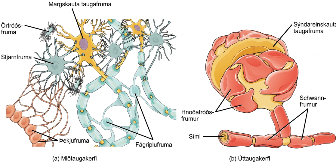 Illustration A shows various types of glial cells surrounding a multipolar nerve of the central nervous system. Oligodendrocytes have an oval body and protrusions that wrap around the axon. Astrocytes are round and slightly larger than neurons, with many extensions projecting outward to neurons and other cells. Microglia are small and rectangular, with many fine projections. Ependymal cells have small, round bodies lined up in a row. Long extensions connect from the ependymal cells to an astrocyte. Illustration B shows a pseudounipolar cell of the peripheral nervous system. Schwann cells wrap around the branched axon, and satellite cells surround the neuron cell body.