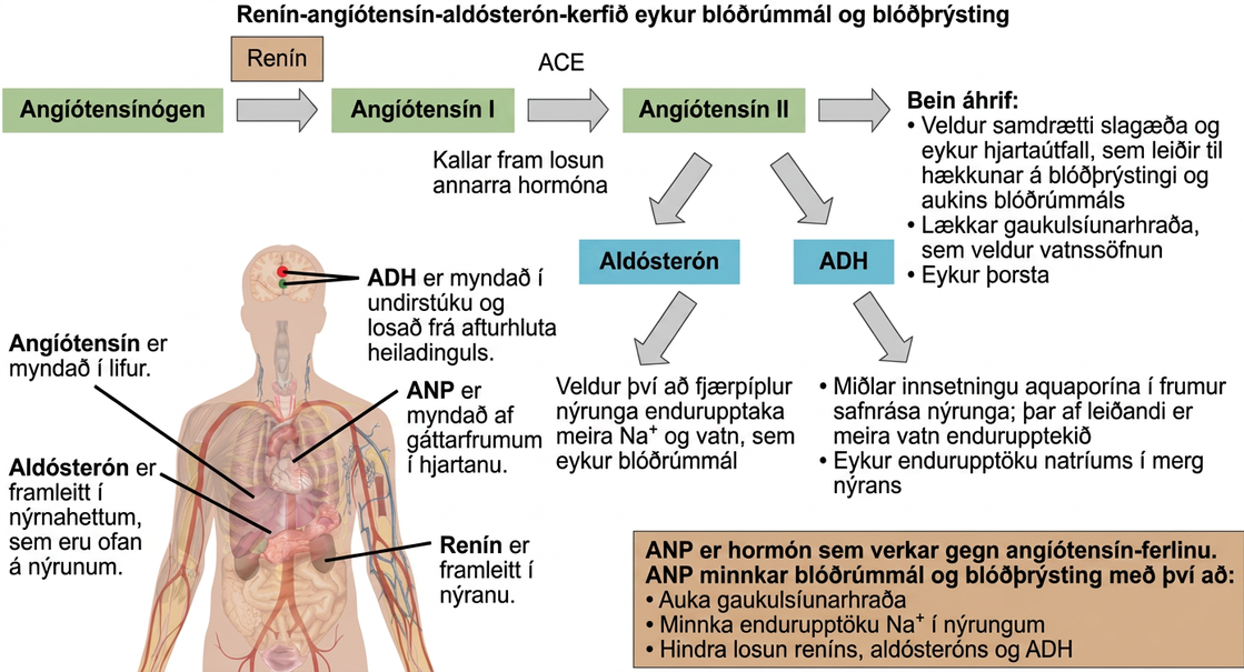 The renin-angiotensin-aldosterone pathway involves four hormones: renin, which is made in the kidney, angiotensin, which is made in the liver, aldosterone, which is made in the adrenal glands, and A D H, which is made in the hypothalamus and secreted by the posterior pituitary. The adrenal glands are located on top of the kidneys, and the hypothalamus and pituitary are in the brain. The pathway begins when renin converts angiotensinogen into angiotensin I. An enzyme called A C E then converts angiotensin I into angiotensin I I. Angiotensin I I has several direct effects. These include arterial constriction, which increases blood pressure, decreasing the glomerular filtration rate, which results in water retention, and increasing thirst. Angiotensin I I also triggers the release of two other hormones, aldosterone and A D H. Aldosterone causes nephron distal tubules to reabsorb more sodium and water, which increases blood volume. A D H mediates the insertion of aquaporins into the nephridial collecting ducts. As a result, more water is reabsorbed by the blood. A D H also causes arteries to constrict. The hormone A N P is antagonistic to the angiotensin pathway. A N P decreases blood pressure and volume by increasing the glomerulus filtration rate, decreasing reabsorption of sodium ions by the nephron, and by inhibiting the release of renin from the kidney and aldosterone from the adrenal gland.