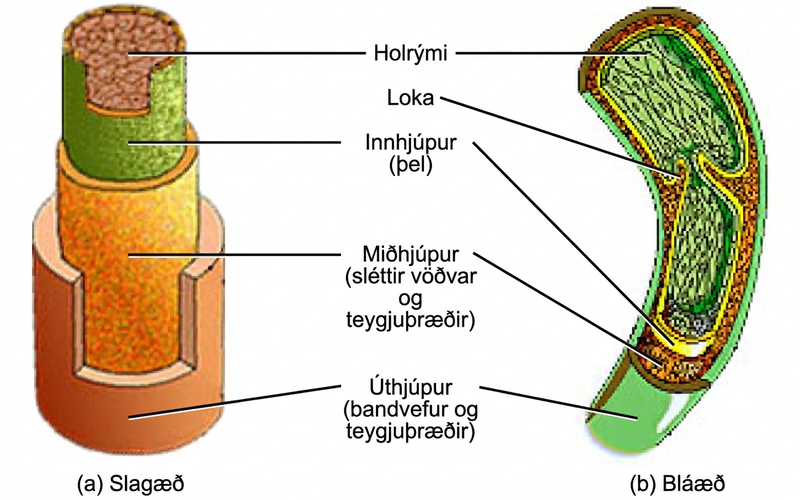Illustrations A and B show that arteries and veins consist of three layers, an inner endothelium called the tunica intima, a middle layer of smooth muscle and elastic fibers called the tunica media, and an outer layer of connective tissues and elastic fibers called the tunica externa. The outer two layers are thinner in the vein than in the artery. The central cavity is called the lumen. Veins have valves that extend into the lumen.