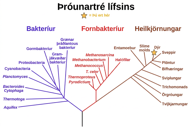 This phylogenetic tree shows that the three domains of life, bacteria, archaea and eukarya, all arose from a common ancestor.