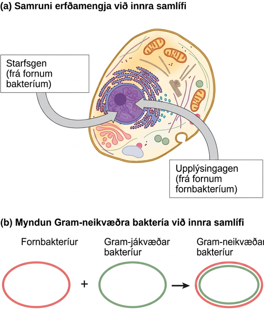 Part A shows a eukaryotic cell. The illustration indicates that, within the nucleus, operational genes were inherited from an ancestral bacteria, and informational genes were inherited from an ancestral Archaebacteria. Part B indicates that the outer membrane of Gram negative bacteria is derived from Archaea, and the inner membrane is derived from Gram positive bacteria.