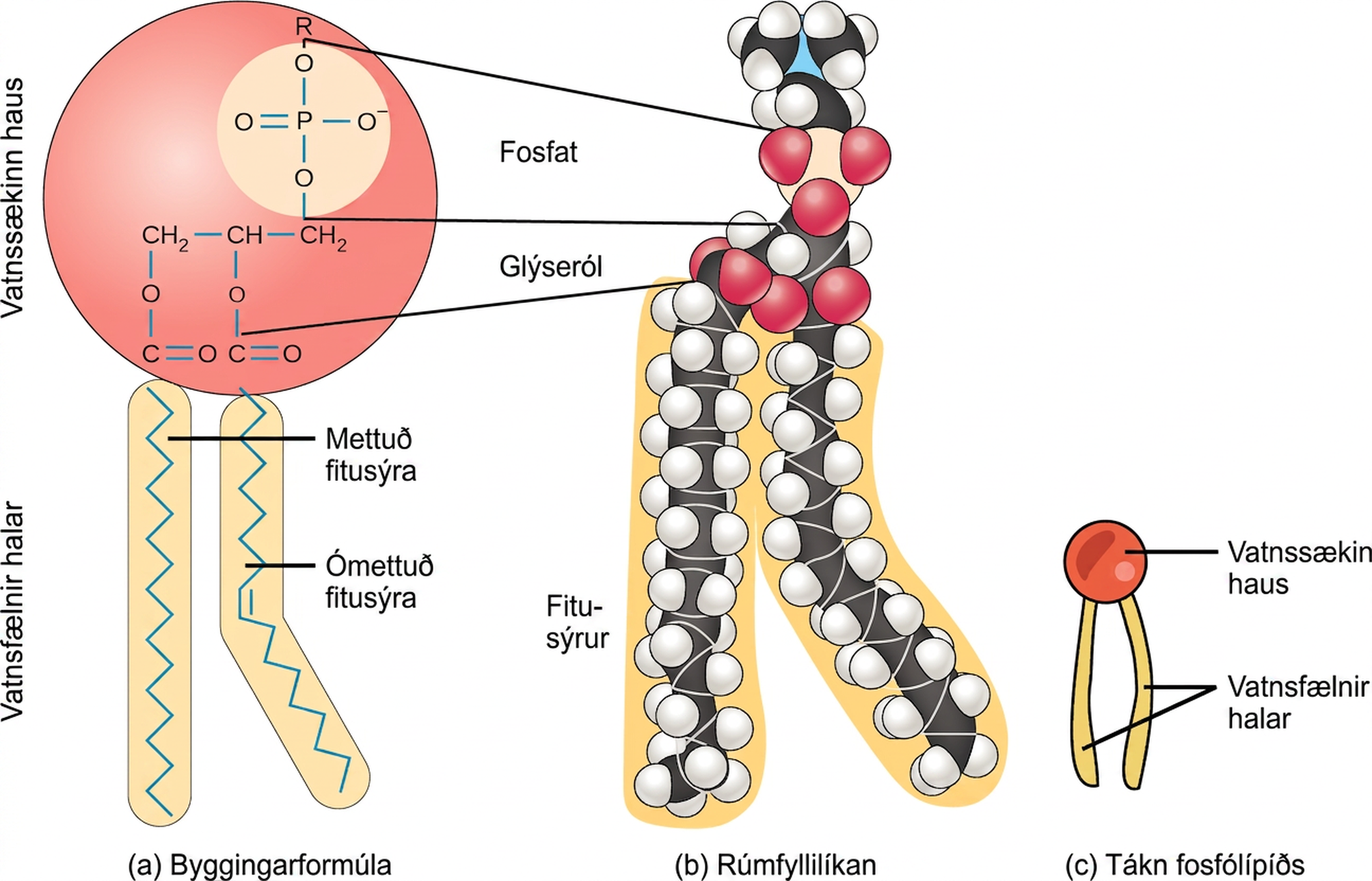 An illustration of a phospholipid shows a hydrophilic head group composed of phosphate connected to a three-carbon glycerol molecule, and two hydrophobic tails composed of long hydrocarbon chains.