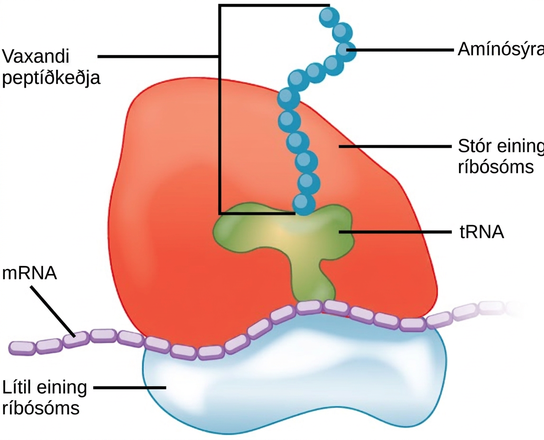 The ribosome consists of a small subunit and a large subunit, which is about three times as big as the small one. The large subunit sits on top of the small one. A chain of m R N A threads between the large and small subunits. A protein chain extends from the top of the large subunit.