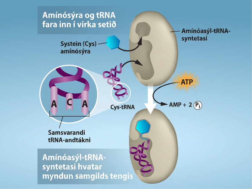Amino acid and t R N A enter the active site. In this case, the amino acid cysteine (abbreviated Cys) and Cys t R N A bind to the active site of aminoacyl t R N A synthetase. A T P is consumed, producing A M P and 2 inorganic phosphates. As a result, aminoacyl t R N A synthetase catalyzes covalent bonding of cysteine to Cys t R N A.