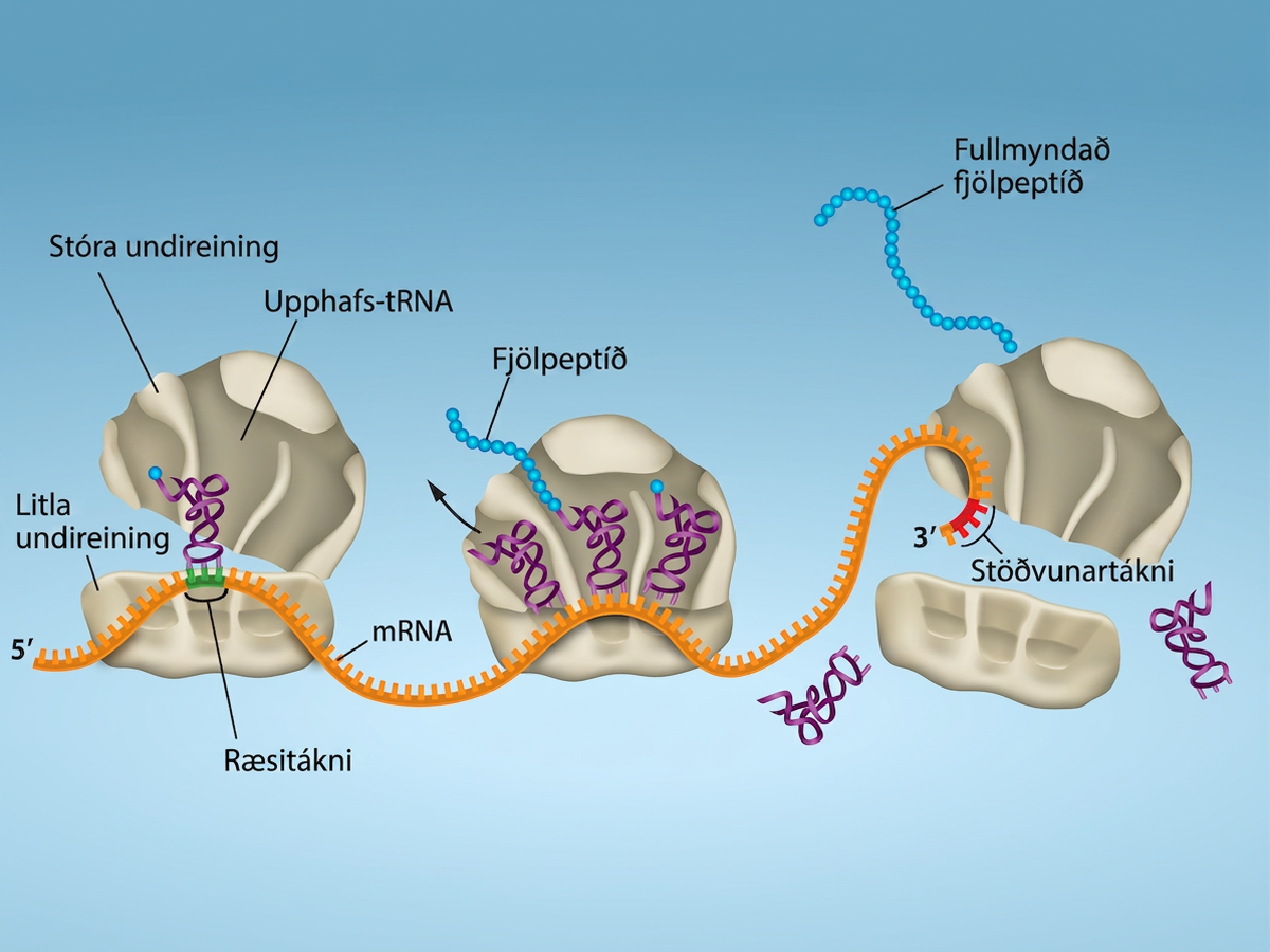 Illustration shows the steps of protein synthesis. First, the initiator tRNA recognizes the sequence AUG on an mRNA that is associated with the small ribosomal subunit. The large subunit then joins the complex. Next, a second tRNA is recruited at the A site. A peptide bond is formed between the first amino acid, which is at the P site, and the second amino acid, which is at the A site. The mRNA then shifts and the first tRNA is moved to the E site, where it dissociates from the ribosome. Another tRNA binds at the A site, and the process is repeated. Finally, entry of a release factor into the A site terminates translation and the components dissociate at the stop codon.