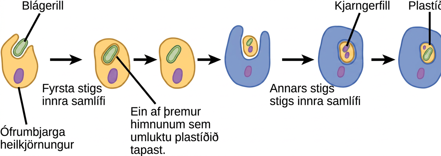 According to the secondary endosymbiosis theory, plastids in modern chlorarachniophytes arose via two endosymbiotic events. In the first event, a cyanobacterium was engulfed by a heterotrophic eukaryote. Cyanobacteria have two membranes and the endosymbiosis event gave rise to a third membrane. One of these membranes was lost. Then, in a second endosymbiotic event, the cell was engulfed by another cell. The first cell became a plastid, an organelle with a vestigial nucleus and an organelle membrane inside it; thus, the plastid has the appearance of a cell within a cell.