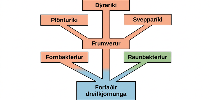At the base of the evolutionary tree is the prokaryotic ancestor. This ancestor gave rise to archaebacteria, eubacteria, and Protista, which in turn gave rise to plants, fungi, and animals.