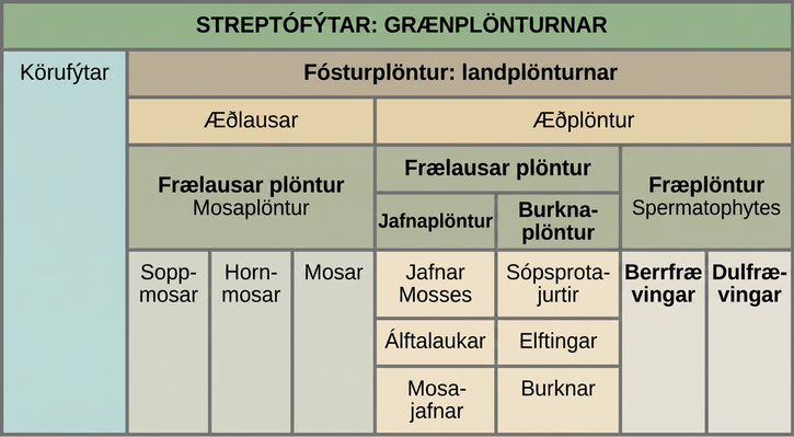 Table shows the division of Streptophytes: the green plants. This group includes Charophytes and Embryophytes. Embryophytes are land plants, which are subdivided into vascular and nonvascular plants. Nonvascular plants are all seedless, and are in the Bryophyte group, which is subdivided into liverworts, hornworts, and mosses. Vascular plants are divided into seedless and seed plants. Seedless plants are subdivided into Lycophytes, which include club mosses, quillworts, and spike mosses, and monilophytes, which include whisk ferns, horsetails, and ferns. Seed plants are in the Spermatophyte group and consist of gymnosperms and angiosperms.