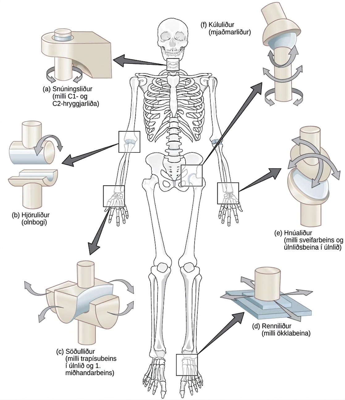 Illustration shows joints of the body. The neck is a pivot joint that allows rotation. The hip is a ball-and-socket joint that allows a swiveling movement. The elbow is a hinge joint that allows movement in one direction. The wrist has a saddle joint to allow back-and forth-movement, and a condyloid joint to allow up-and-down movement. The tarsals of the foot have a plane joint that allows back-and-forth movement.