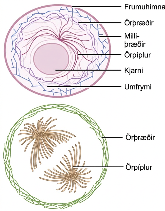 Microfilaments line the inside of the plasma membrane, whereas microtubules radiate out from the center of the cell. Intermediate filaments form a network throughout the cell that holds organelles in place.