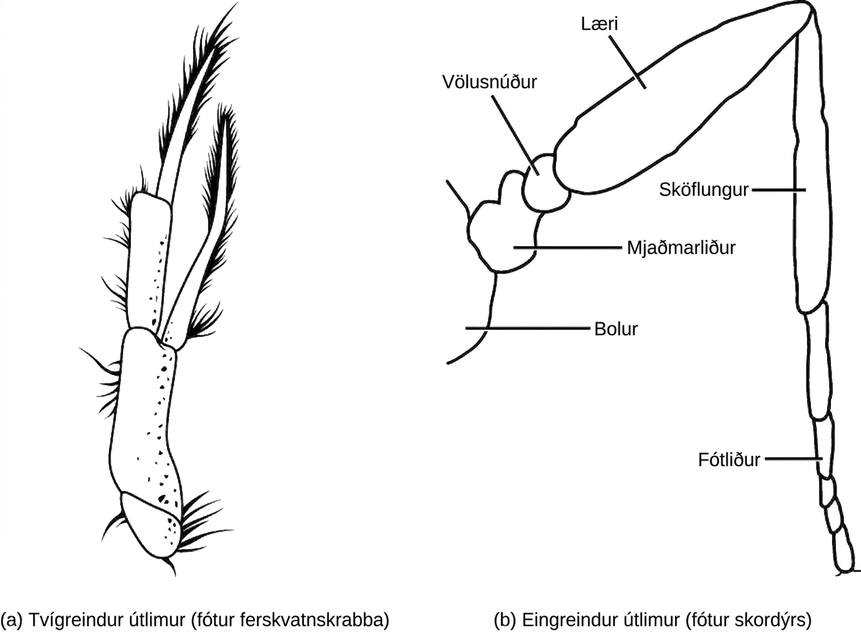 Illustration A shows the biramous, or two-branched leg of a crayfish. Illustration B shows the uniramous, or one-branched leg of an insect. From proximal to distal, the coxa is the portion of the leg that attaches to the body. The trochanter is small and round and attaches to the coxa. The femur is the largest part of the leg, and is long and somewhat oval. The tibia resembles the femur in shape, but is much thinner. The end of the leg are the tarsus sections.