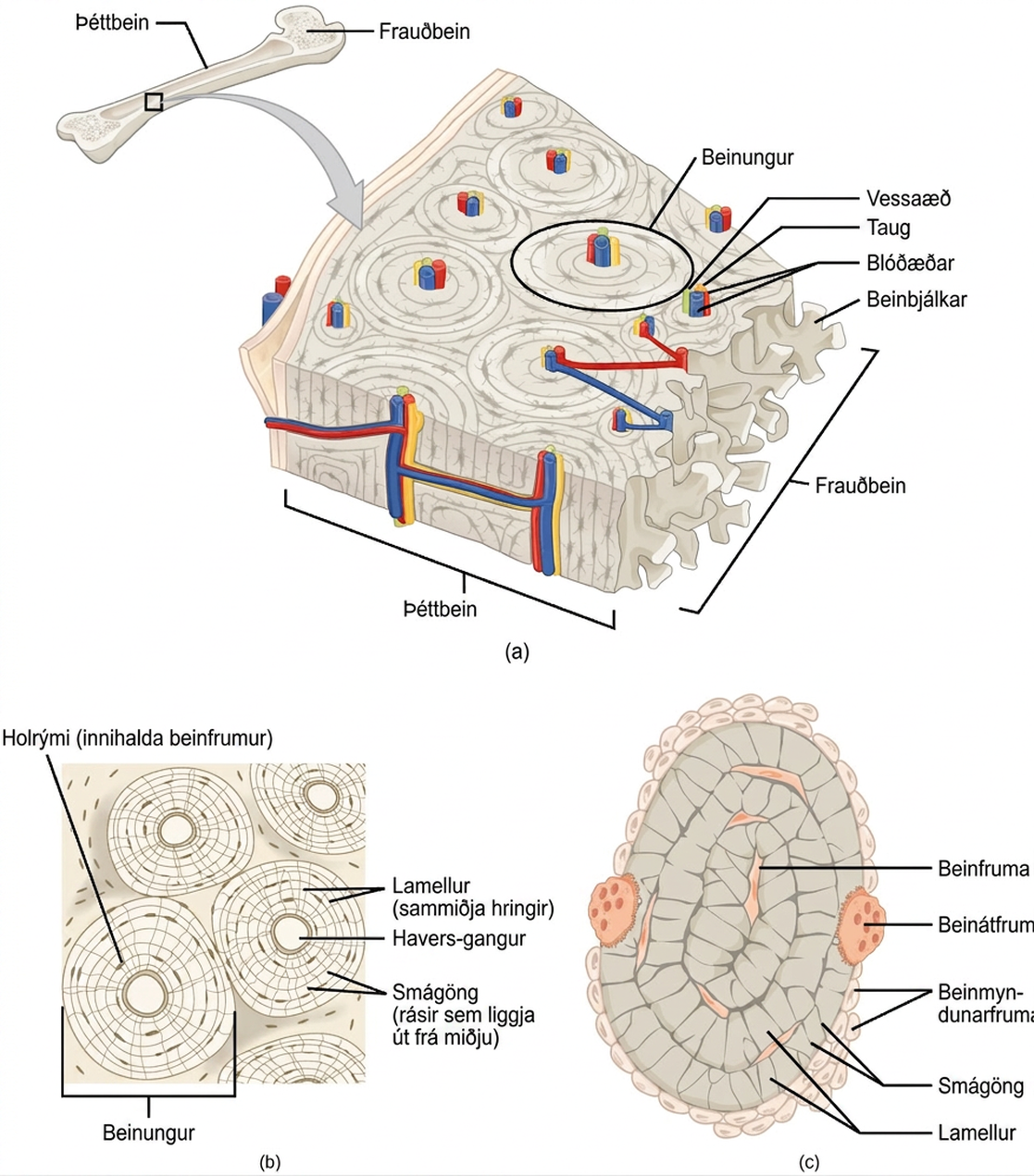 Illustration A shows a cross section of a long bone with wide protrusions at either end. The outer part is compact bone. Inside the compact bone is porous spongy bone made of web-like trabreculae. The spongy bone fills the wide part at either end of the bone. In the middle, a hollow exists inside the spongy bone. Illustration B shows several circular osteons clustered together in compact bone. At the hub of each osteon is an opening called the Haversian canal filled with blood and lymph vessels and nerves. The lamellae surrounding the Haversian canal resemble concentric circles. Lacunae are wide spaces that contain osteocytes, in the rings between the lamellae. Microchannels called canaliculi radiate through the rings out from the central Haversian canal, connecting the lacunae together. Illustration C shows small osteoblasts surrounding the outside of bone. Larger osteoclasts are also on the outer surface, forming a hollow in the bone. Osteocytes are long, thin cells in the lacunae.