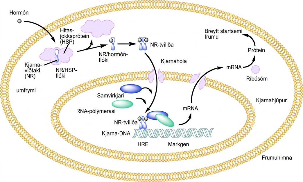Illustration shows a hormone crossing the cellular membrane and attaching to the N R slash H S P complex. The complex dissociates, releasing the heat shock protein and a N R slash hormone complex. The complex dimerizes, enters the nucleus, and attaches to an H R E element on D N A, triggering transcription of certain genes.