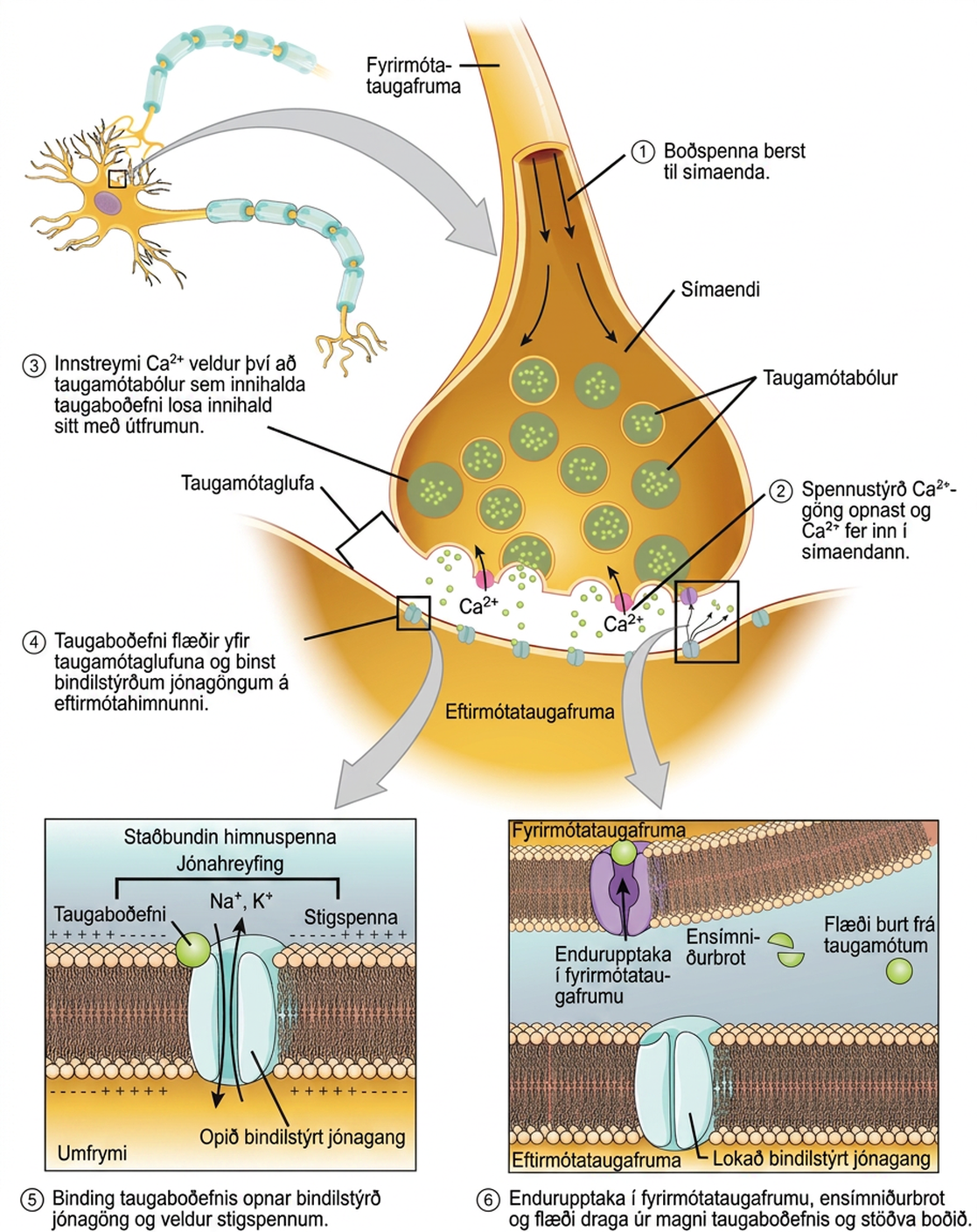 Illustration shows a narrow axon of a presynaptic cell widening into a bulb-like axon terminal. A narrow synaptic cleft separates the axon terminal of the presynaptic cell from the postsynaptic cell. In step 1, an action potential arrives at the axon terminal. In step 2, the action potential causes voltage-gated calcium channels in the axon terminal to open, allowing calcium to enter. In step 3, calcium influx causes neurotransmitter-containing synaptic vesicles to fuse with the plasma membrane. Contents of the vesicles are released into the synaptic cleft by exocytosis. In step 4, neurotransmitter diffuses across the synaptic cleft and binds ligand-gated ion channels on the postsynaptic membrane, causing the channels to open. In step 5, the open channels cause ion movement into or out of the cell, resulting in a localized change in membrane potential. In step 6, reuptake by the presynaptic neuron, enzymatic degradation and diffusion reduce neurotransmitter levels, terminating the signal.