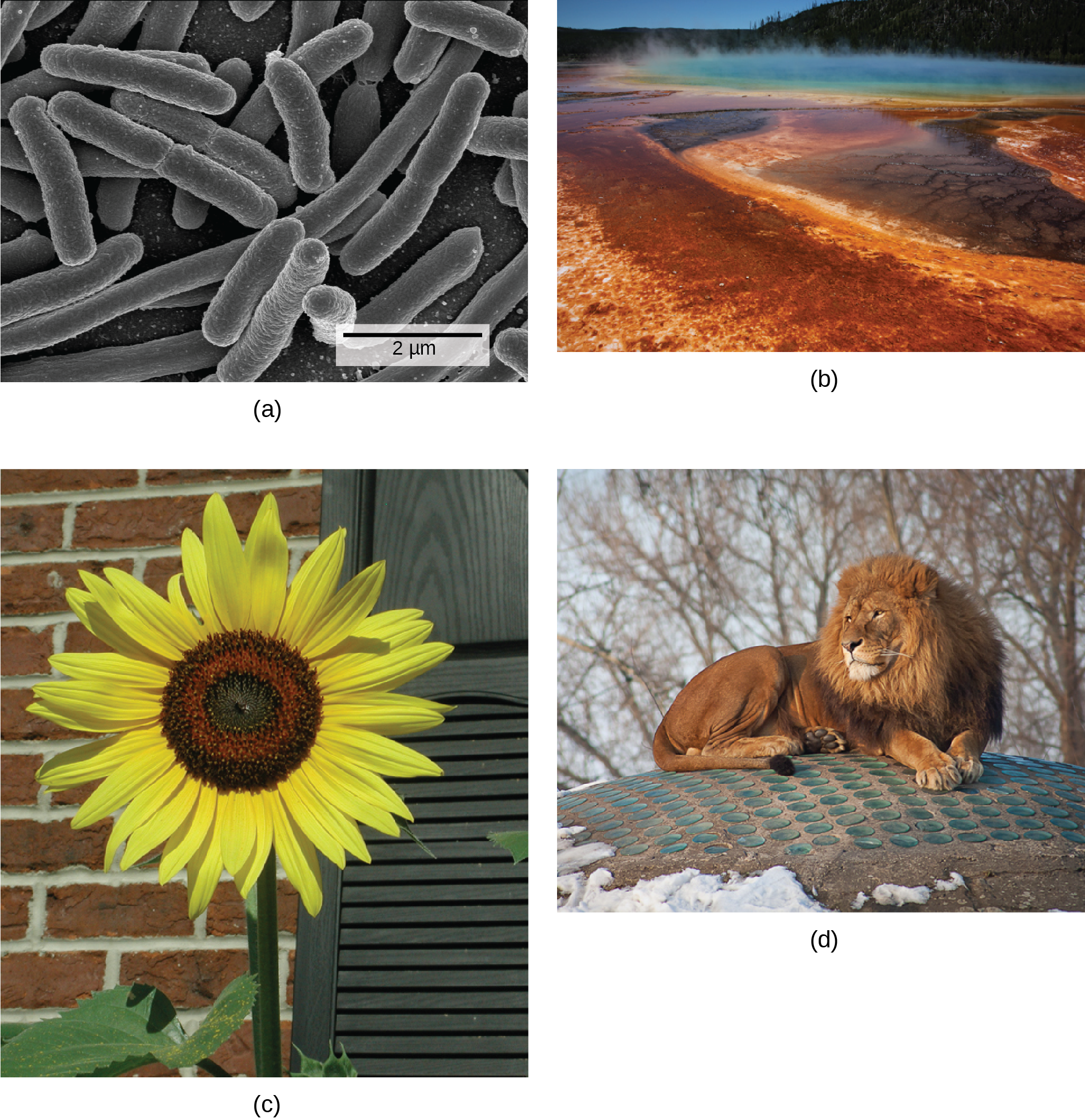 There are four photos shown. Photo A is a micrograph, showing tubelike bacteria. Photo B shows a steaming body of water, refered to as a hot vent. Some of the water is a typical blue, while the outer edges are rust colored. Photo C shows a tall sunflower, with a thick stem and bright yellow petals. Photo D shows a muscular lion that has a thick mane of hair around its neck and head.