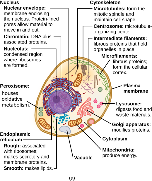 Part a: This illustration shows a typical eukaryotic animal cell, which is egg shaped. The fluid inside the cell is called the cytoplasm, and the cell is surrounded by a cell membrane. The nucleus takes up about one-half the width of the cell. Inside the nucleus is the chromatin, which is composed of DNA and associated proteins. A region of the chromatin is condensed into the nucleolus, a structure where ribosomes are synthesized. The nucleus is encased in a nuclear envelope, which is perforated by protein-lined pores that allow entry of material into the nucleus. The nucleus is surrounded by the rough and smooth endoplasmic reticulum, or ER. The smooth ER is the site of lipid synthesis. The rough ER has embedded ribosomes that give it a bumpy appearance. It synthesizes membrane and secretory proteins. In addition to the ER, many other organelles float inside the cytoplasm. These include the Golgi apparatus, which modifies proteins and lipids synthesized in the ER. The Golgi apparatus is made of layers of flat membranes. Mitochondria, which produce food for the cell, have an outer membrane and a highly folded inner membrane. Other, smaller organelles include peroxisomes that house oxidative metabolism, lysosomes that digest food, and vacuoles. Ribosomes, responsible for protein synthesis, also float freely in the cytoplasm and are depicted as small dots. The last cellular component shown is the cytoskeleton, which has four different types of components: microfilaments, intermediate filaments, microtubules, and centrosomes. Microfilaments are fibrous proteins that line the cell membrane and make up the cellular cortex. Intermediate filaments are fibrous proteins that hold organelles in place. Microtubules form the mitotic spindle and maintain cell shape. Centrosomes are made of two tubular structures at right angles to one another. They form the microtubule-organizing center.
