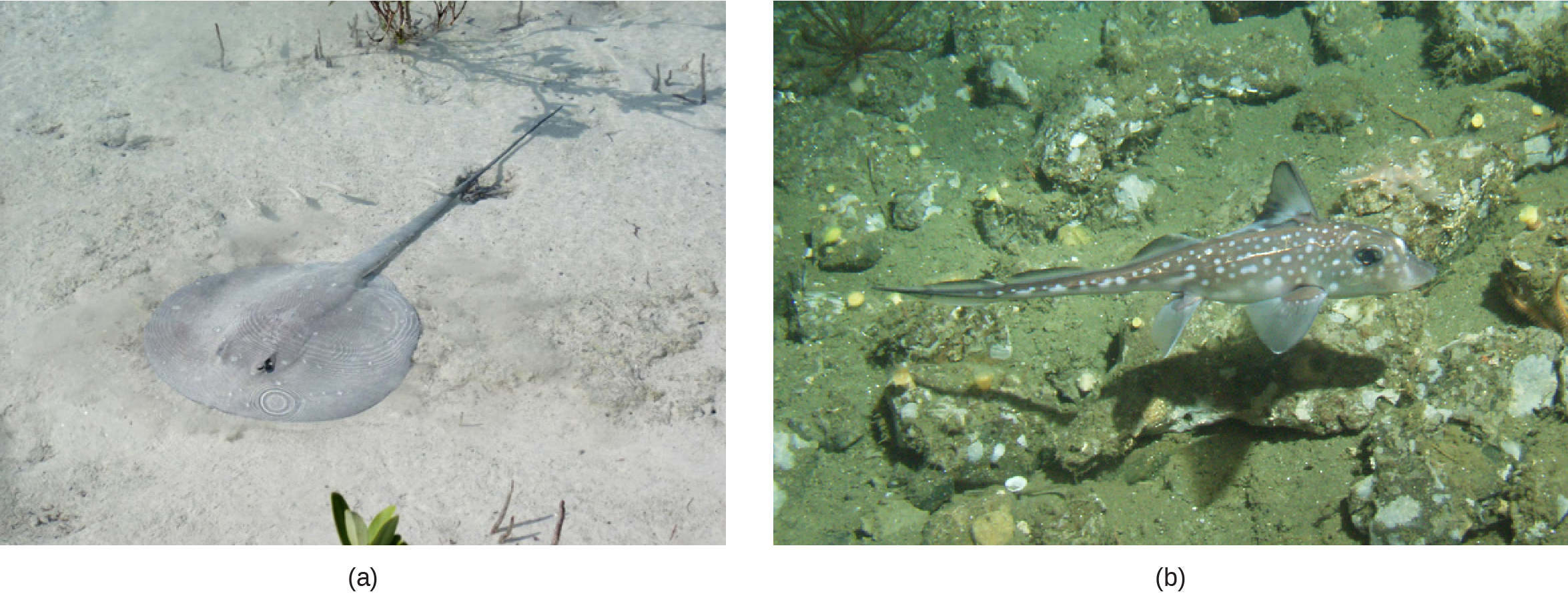 Photo A shows a stingray with a long, thin body and a circular head, resting on the sandy bottom. Photo B shows a spotted ratfish with fins and a long slender tail, but with no visible gill slits.