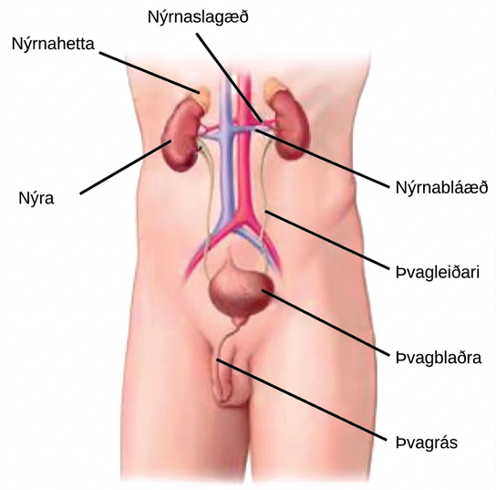 Illustration shows the placement of the kidneys and bladder in a human man. The two kidneys face one another and are located on the posterior side, about halfway up the back. A renal artery and a renal vein extend from the inside middle of each kidney, toward a major blood vessel that runs up the middle of the body. A ureter runs down from each kidney to the bladder, a sac that sits just above the pelvis. The urethra runs down from the bottom of the bladder and through the penis. The adrenal glands are lumpy masses that sit on top of the kidneys.