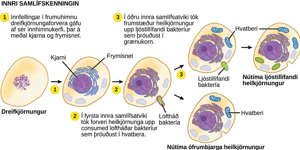 The illustration shows steps that, according to the endosymbiotic theory, gave rise to eukaryotic organisms. In step 1, infoldings in the plasma membrane of an ancestral prokaryote gave rise to endomembrane components, including a nucleus and endoplasmic reticulum. In step 2, the first endosymbiotic event occurred: The ancestral eukaryote consumed aerobic bacteria that evolved into mitochondria. The results of step 2 branch in two directions. One direction led to modern heterotrophic eukaryotes with mitochondria but no chloroplasts. The other direction led to step 3, a second endosymbiotic event, where the early eukaryote consumed photosynthetic bacteria that evolved into chloroplasts. Step 3 led to modern photosynthetic eukaryotes with both mitochondria and chloroplasts.