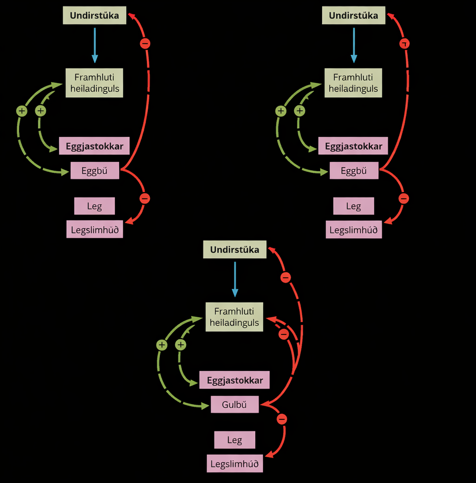 Hormone levels during the follicular phase, ovulation, and the luteal phase are compared. During the follicular phase, L H and F S H secreted from the pituitary stimulate several follicles to grow. The follicles produce low levels of estradiol that inhibit G n R H secretion by the hypothalamus, keeping L H and F S H levels low. Low levels of estradiol also cause the endometrial arteries to constrict, resulting in menstruation. During the time leading up to ovulation, L H and F S H stimulate maturation of one of the follicles. The growing follicle begins to produce high levels of estradiol, which stimulates G n R H secretion by the hypothalamus. As a result, L H and F S H levels rise, resulting in ovulation about a day later. Estradiol also causes the endometrium to thicken. After ovulation, the ovarian cycle enters the luteal phase. L H from the pituitary stimulates growth of the corpus luteum from the ruptured follicle. The corpus luteum secretes estradiol and progesterone that block G n R H production by the hypothalamus and L H and F S H production by the pituitary. Estradiol and progesterone also cause the endometrium to further develop.