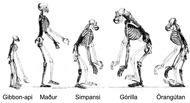Mynd sýnir beinagrindur ýmissa stórra mannapa, þar á meðal gibbons, simpansa og manns.