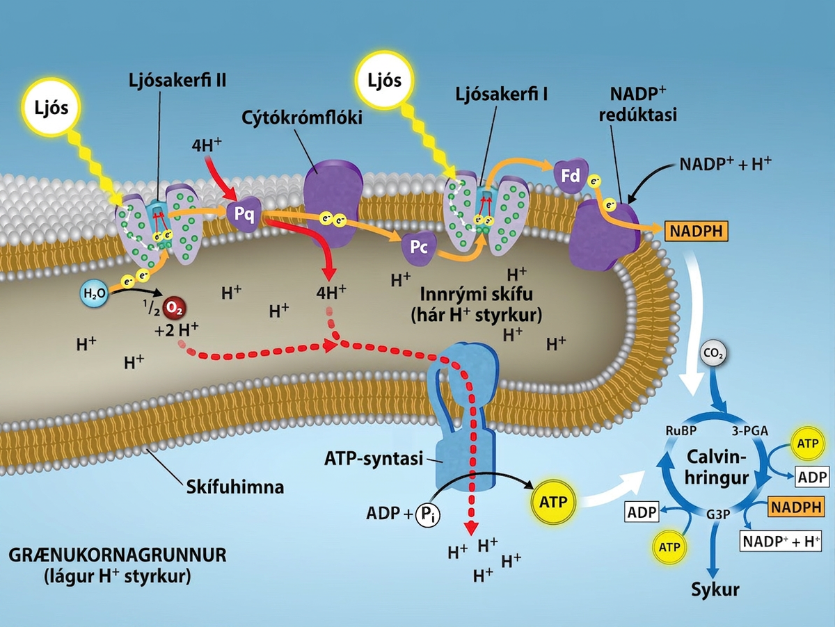This illustration shows that A T P and N A D P H produced in the light reactions are used in the Calvin cycle to make sugar.