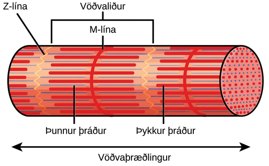 Illustration shows part of a tubular myofibril, which consists of many sarcomeres. Zigzagging lines, called Z lines, run perpendicular to the fiber. Each sarcomere starts at one Z line and ends at the next. A straight perpendicular line, called an M line, exists halfway between each Z line. Thick filaments extend out from the M lines, parallel to the length of the myofibril. Thin filaments extend from the Z lines, and extend into the space between the thick filaments.